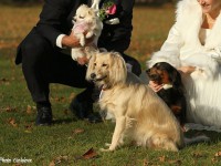 pes na svadbe