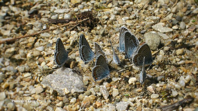 Motýl modracik Arboretum Mlynany