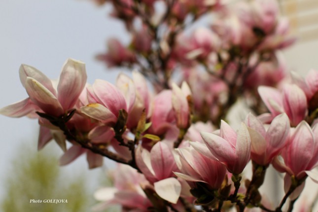 Jarná magnolia
