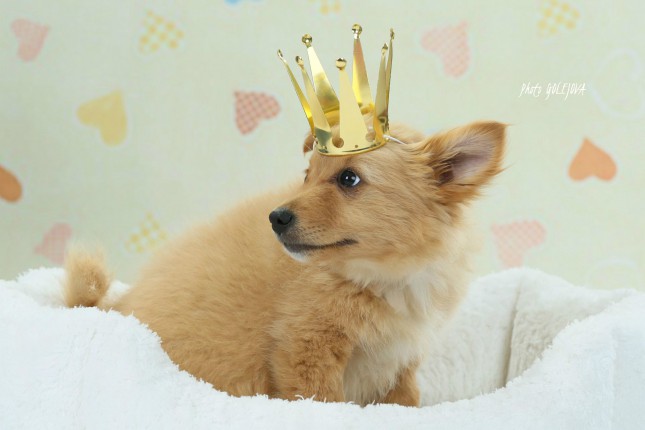 psia královna