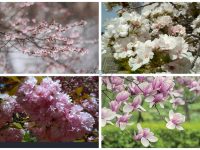 fotenie sakury slivone magnolie_golejova
